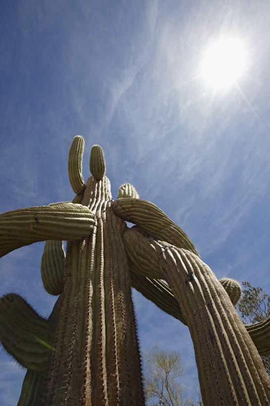 无人,竖图,室外,白天,太阳,仙人掌,美国,锐利,粗糙,缠绕,摄影,锋利,亚利桑那,尖锐,毛糙,彩图,粗拙,生态多样性