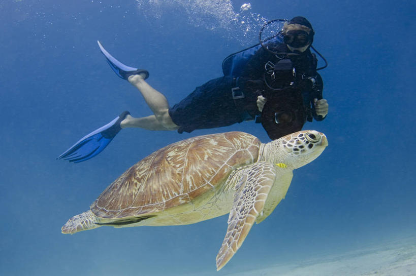 游泳,成年人,中年人,一个人,横图,水下,野生动物,菲律宾,仅一个男性,仅一个人,仅一个中年男性,朦胧,模糊,摄影,录像,绿蠵龟,巴拉望,濒危物种,男人,男性,中年男性,海龟,彩图,水肺潜水,电影摄影师,电视摄像机