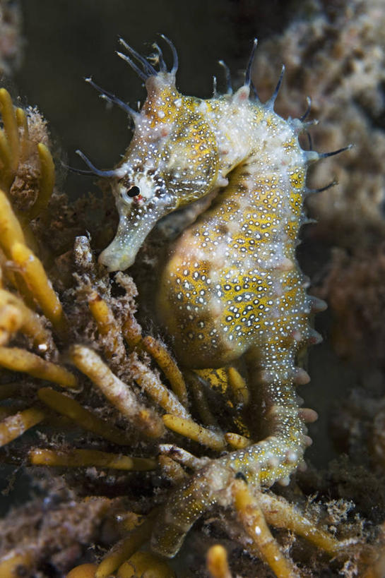 无人,竖图,侧面,水下,野生动物,澳大利亚,科学,动物,摄影,海马,伪装,南澳大利亚,彩图