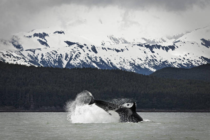 无人,横图,室外,雪,野生动物,美国,自然,动物,寒冷,摄影,逆戟鲸,朱诺,喂养,彩图