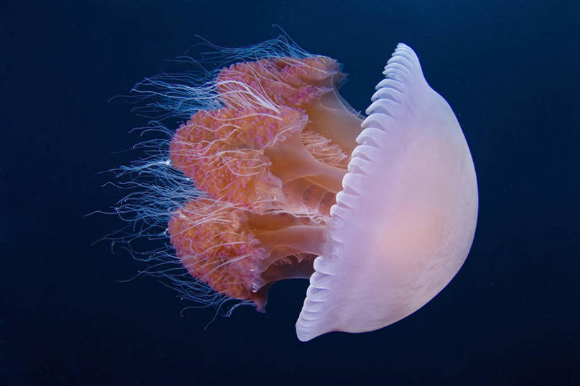 无人,横图,水下,海洋,美景,野生动物,印度尼西亚,触须,景观,无脊椎动物,粉色,自然,动物,景色,摄影,自然风光,刺胞动物,水母,彩图