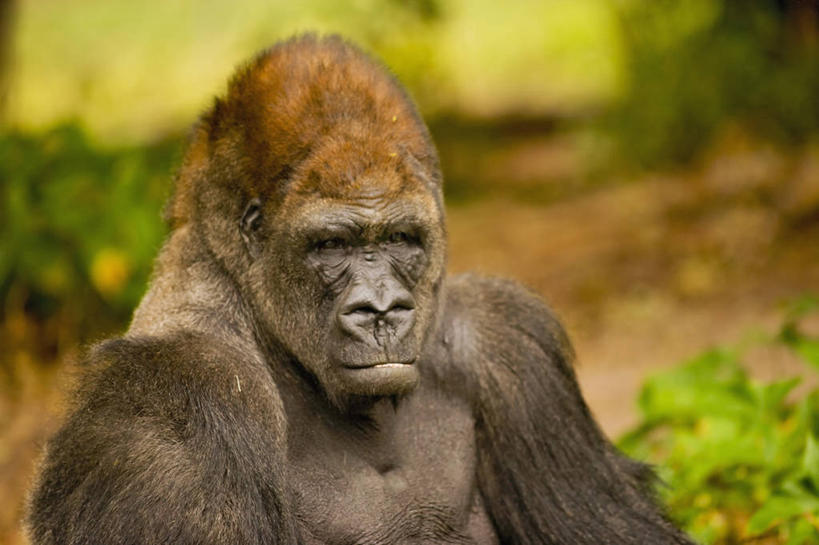 无人,动物园,横图,美国,科学,动物,摄影,北美,北美洲,大猩猩,猿,美洲,灵长目,苏格兰低地大猩猩,佛罗里达,佛罗里达州,迈阿密,佛州,阳光州,北亚美利加洲,亚美利加洲,彩图,美利坚合众国,动物学