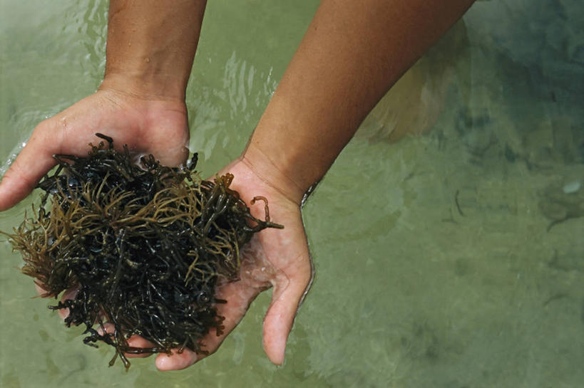 手,一个人,横图,水,美国,朦胧,模糊,食品,摄影,夏威夷群岛,太平洋岛屿,洗涤,彩图,传统文化