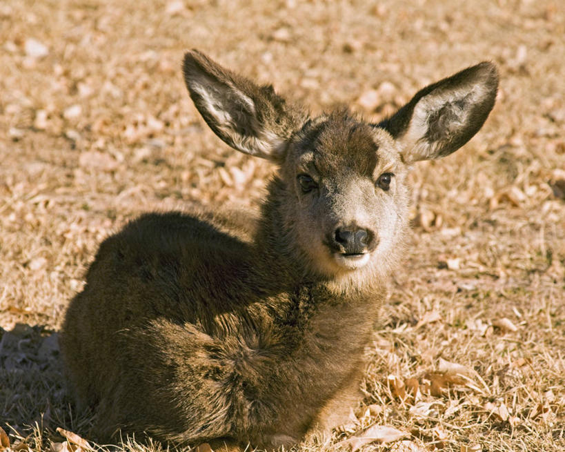 无人,横图,室外,鹿,野生动物,美国,科学,自然,动物,摄影,生物学,北美,北美洲,国家公园,犹他州,美洲,小鹿,圆顶礁国家公园,北亚美利加洲,亚美利加洲,犹他,蜂窝之州,蜂房州,国会礁脉国家公园,国会礁国家公园,彩图,美利坚合众国
