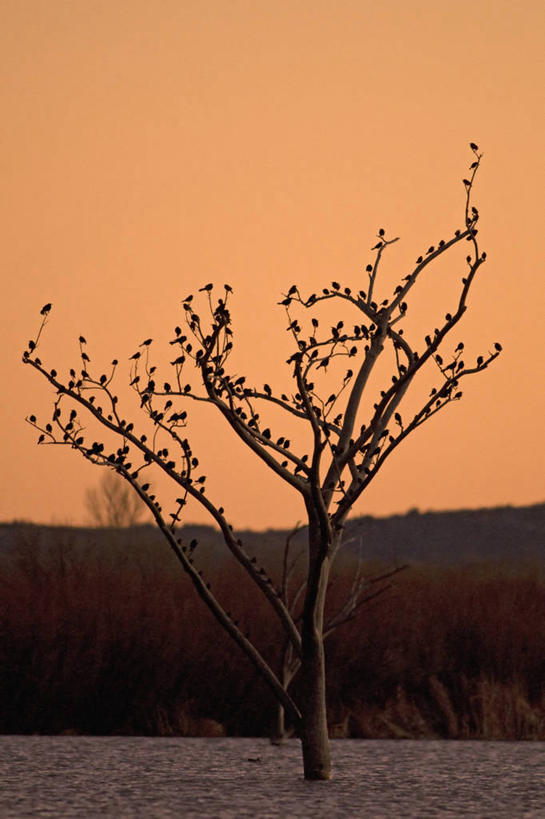 无人,竖图,室外,日落,鸟,野生动物,美国,许多,科学,鸟类,池塘,很多,树,自然,动物,摄影,生物学,北美,北美洲,美洲,剪影,新墨西哥,新墨西哥州,北亚美利加洲,亚美利加洲,迷人之地,迷人之州,国家野生动物保护区,博斯克德尔阿帕奇国家野生动物保护区,彩图,美利坚合众国