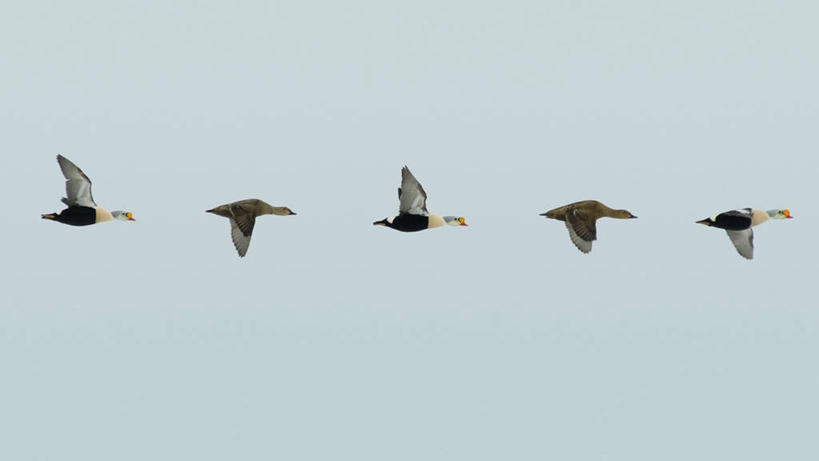 无人,横图,室外,侧面,北极,全球变暖,野生动物,美国,一排,许多,整齐,鸟类,鸭子,很多,飞,排列,自然,动物,摄影,环境,水禽,迁徙,生物学,队列,王绒鸭,绒鸭,彩图