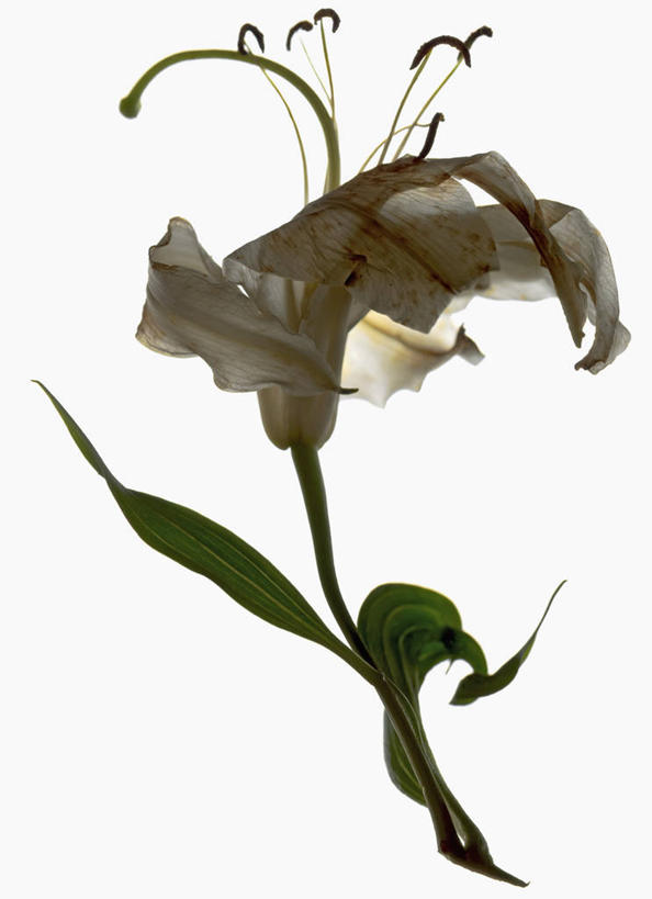 无人,竖图,白色背景,时尚,美景,百合花,叶子,科学,景观,花,花瓣,自然,景色,摄影,影棚,生物学,雄蕊,自然风光,摄影棚,彩图,影棚拍摄,拍摄,亚洲百合