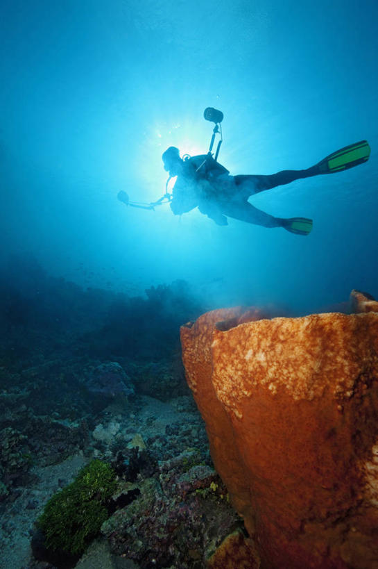 成年人,中年人,一个人,竖图,水下,海洋,野生动物,印度尼西亚,仅一个女性,仅一个人,脚印,海绵,云,无脊椎动物,自然,动物,仅一个中年女性,摄影,剪影,产卵,女人,女性,中年女性,彩图,旅行,水肺潜水