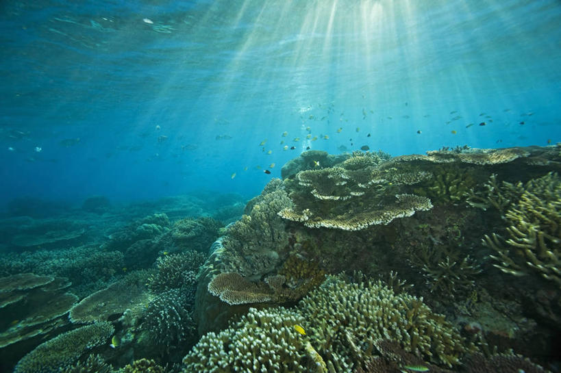 无人,横图,留白,野生动物,马来西亚,珊瑚,鱼类,自然,摄影,宁静,热带气候,纯净,沙巴州,暗礁,彩图,诗巴丹岛