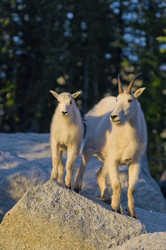 无人,竖图,室外,正面,山,野生动物,羊,美国,黎明,自然,动物,两只,家畜,可爱,摄影,牲畜,活泼,生物学,北美,北美洲,美洲,华盛顿州,卡斯基德山脉,北亚美利加洲,亚美利加洲,野生白山羊,岩石,山羊,绵羊,彩图,美利坚合众国