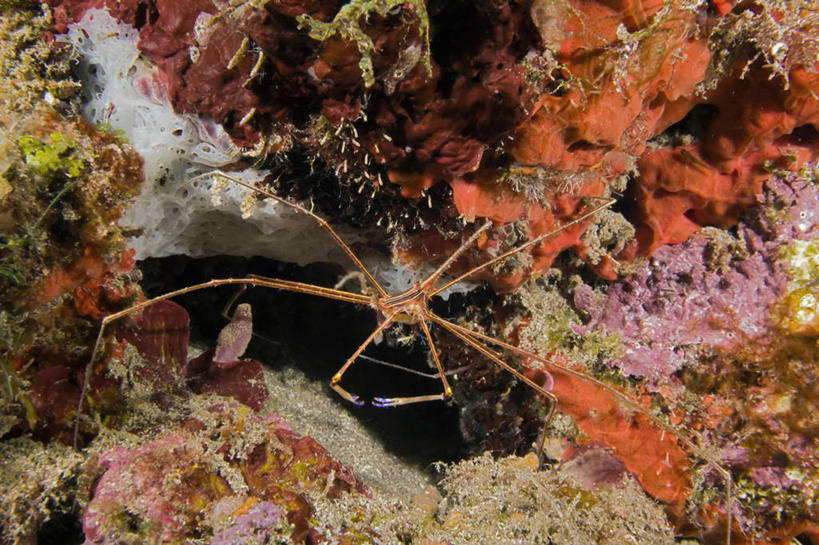 无人,横图,特写,水下,海洋,野生动物,加勒比海,科学,珊瑚,自然,动物,摄影,箭蟹,生物学,暗礁,彩图,动物学