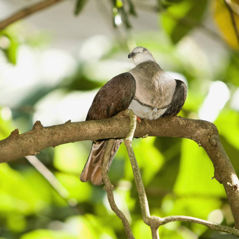 无人,方图,鸽子,野生动物,巴布亚新几内亚,鸟类,自然,动物,摄影,彩图,动物学