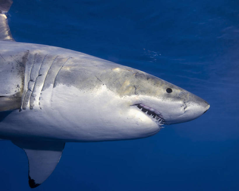 无人,横图,侧面,水下,鲨鱼,野生动物,墨西哥,捕食,鱼类,自然,动物,摄影,太平洋,拉丁美洲,进攻,大白鲨,彩图,软骨鱼纲