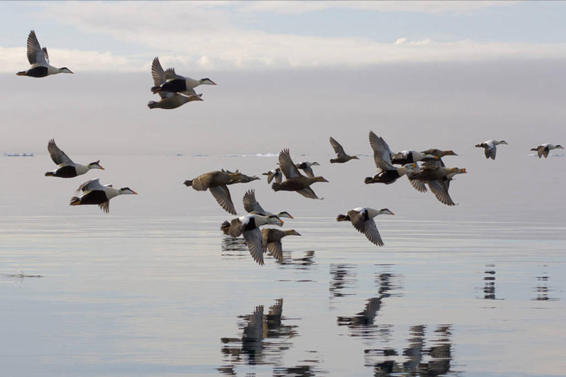 无人,横图,室外,北极,水,全球变暖,野生动物,美国,许多,反射,鸟类,鸭子,很多,飞,自然,动物,摄影,环境,水禽,迁徙,王绒鸭,绒鸭,彩图