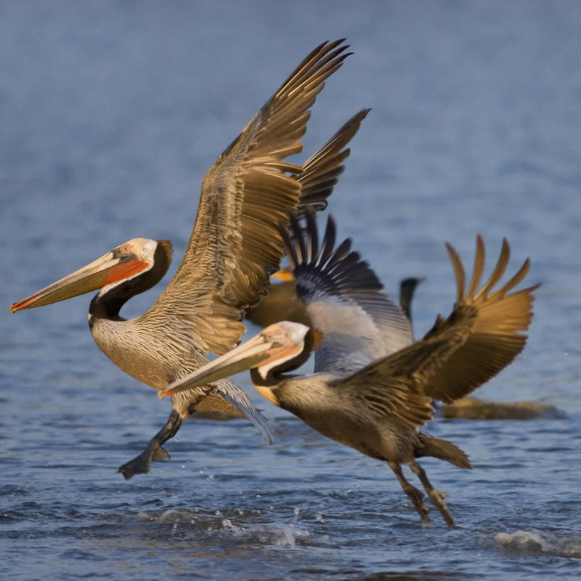 无人,方图,室外,侧面,水,野生动物,美国,鸟类,飞,自然,动物,两只,摄影,太平洋,生物学,加利福尼亚,鹈鹕,洛杉矶,彩图