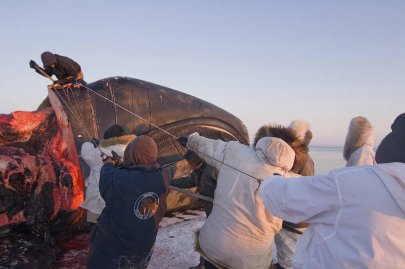 成年人,中年人,人群,拉,横图,室外,北极,全球变暖,哺乳动物,野生动物,美国,捕食,肉,食品,自然,动物,乘务员,摄影,鲸,环境,死亡,殒命,灭亡,因纽特人,北极露脊鲸,男人,中年男性,彩图,传统文化