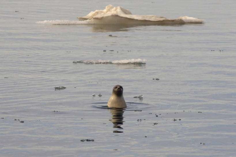 游泳,无人,横图,室外,白天,正面,北极,海洋,水,哺乳动物,海豹,野生动物,美国,融化,科学,捕食,冰,自然,动物,摄影,气象,生物学,气候,北冰洋,彩图,波弗特海,环斑海豹,好奇心