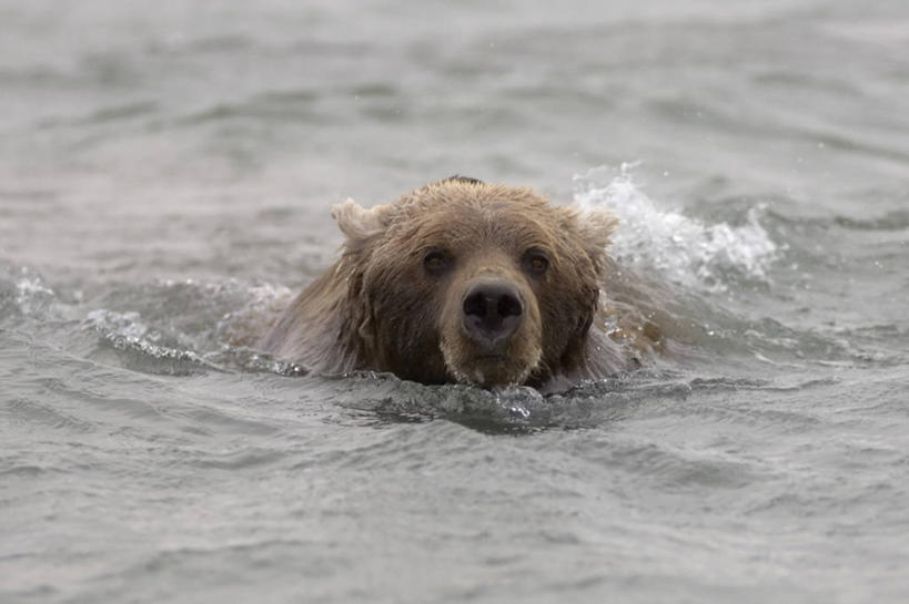 成年人,无人,横图,室外,白天,哺乳动物,野生动物,美国,自然,动物,摄影,棕熊,彩图