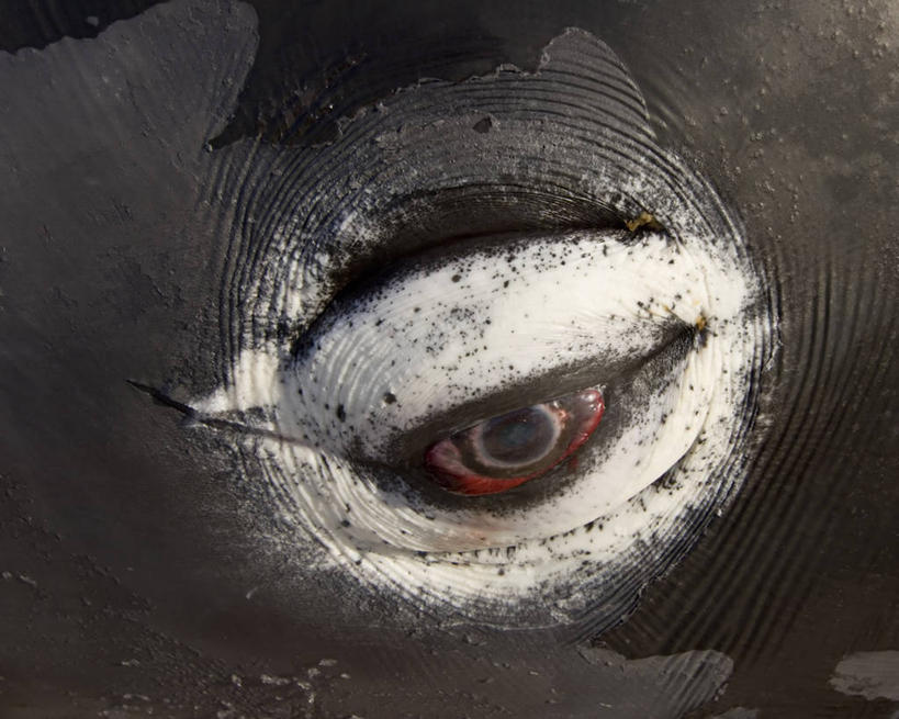 无人,横图,室外,特写,白天,北极,全球变暖,哺乳动物,野生动物,美国,捕食,肉,食品,自然,动物,摄影,鲸,环境,死亡,视力,生物学,北极露脊鲸,濒危物种,彩图,传统文化,弱点