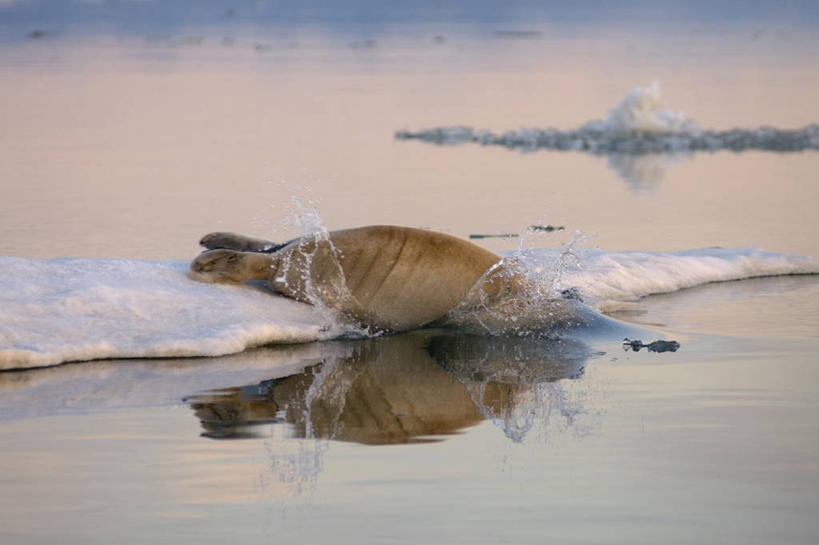 无人,横图,室外,白天,北极,水,全球变暖,哺乳动物,海豹,野生动物,美国,融化,反射,捕食,冰,冰川,自然,动物,浮冰,休息,可爱,摄影,活泼,气象,生物学,气候,北冰洋,彩图,波弗特海,冰架