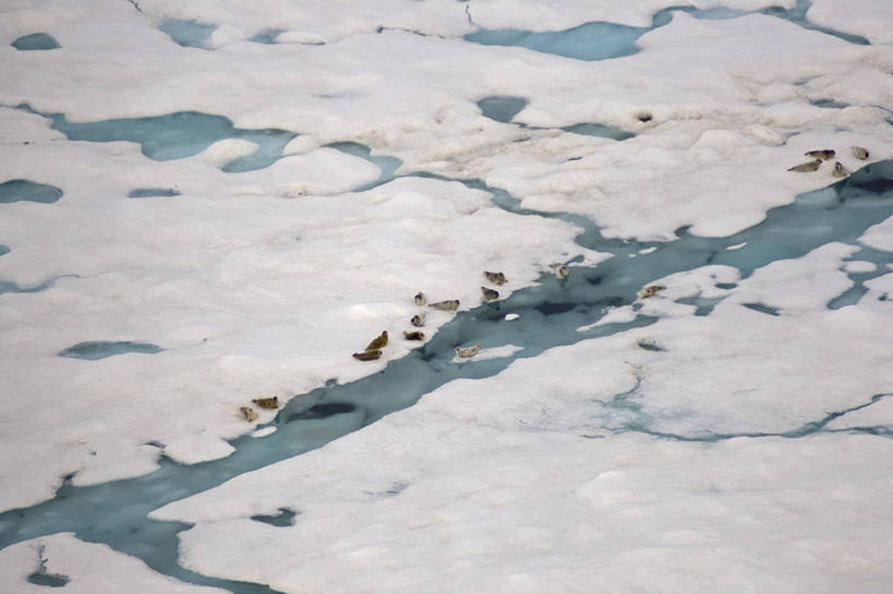 游泳,无人,横图,俯视,航拍,室外,白天,北极,水,全球变暖,哺乳动物,海豹,野生动物,美国,一群,许多,冰,很多,冰川,自然,动物,浮冰,休息,摄影,气象,环境,生物学,气候,鸟瞰,睡觉,彩图,高角度拍摄,环斑海豹,冰架