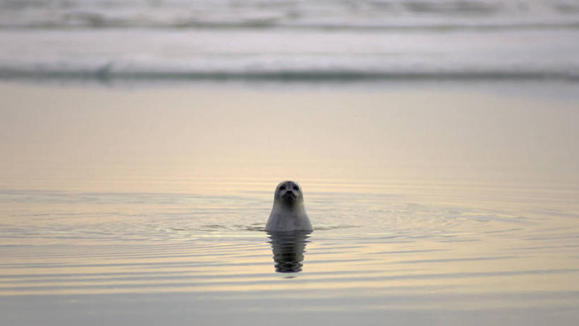 游泳,成年人,无人,横图,室外,白天,寂寞,北极,水,全球变暖,哺乳动物,海豹,野生动物,美国,冰,自然,动物,摄影,气象,生物学,气候,国家野生动物保护区,海滩,彩图,环斑海豹