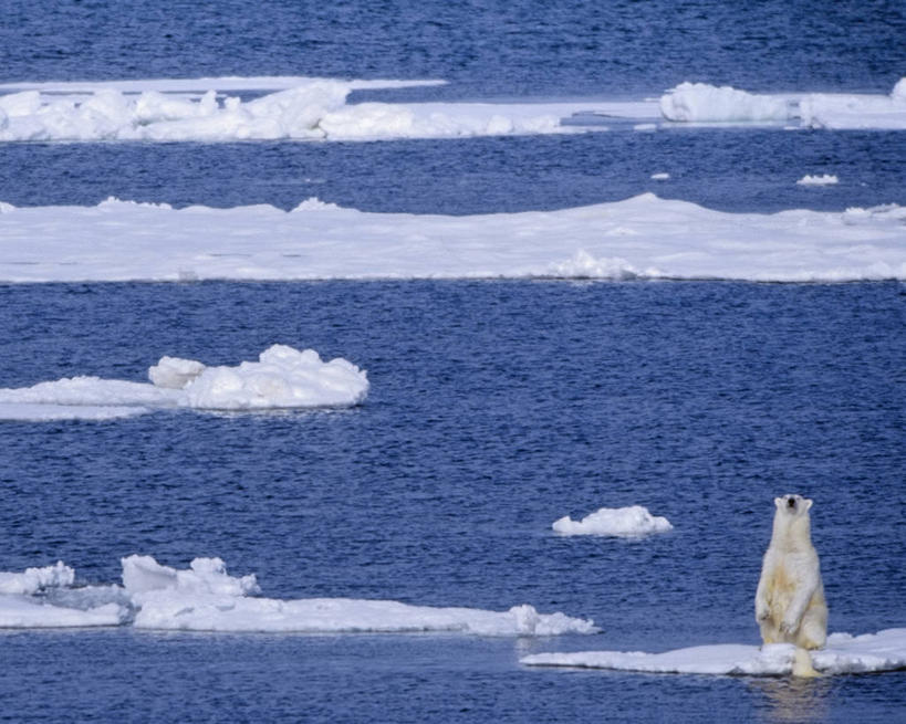 无人,横图,室外,白天,北极,全球变暖,北极熊,野生动物,俄罗斯,捕食,冰,冰川,寒冷,摄影,气象,气候,濒危物种,彩图,弱点