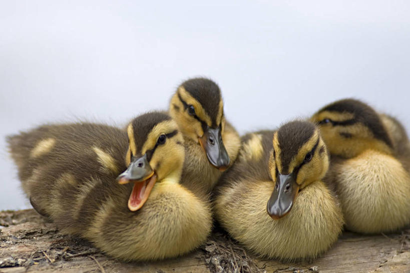 无人,横图,室外,白天,纯洁,鸟,野生动物,羽毛,美国,四只,鸟类,鸭,鸭子,家禽,自然,动物,可爱,童年,童趣,摄影,牲畜,水禽,生物学,北美,北美洲,美洲,野鸭,童真,烂漫,无邪,华盛顿州,西雅图,北亚美利加洲,亚美利加洲,潘塔纳尔湿地,天真,彩图,华盛顿湖,美利坚合众国