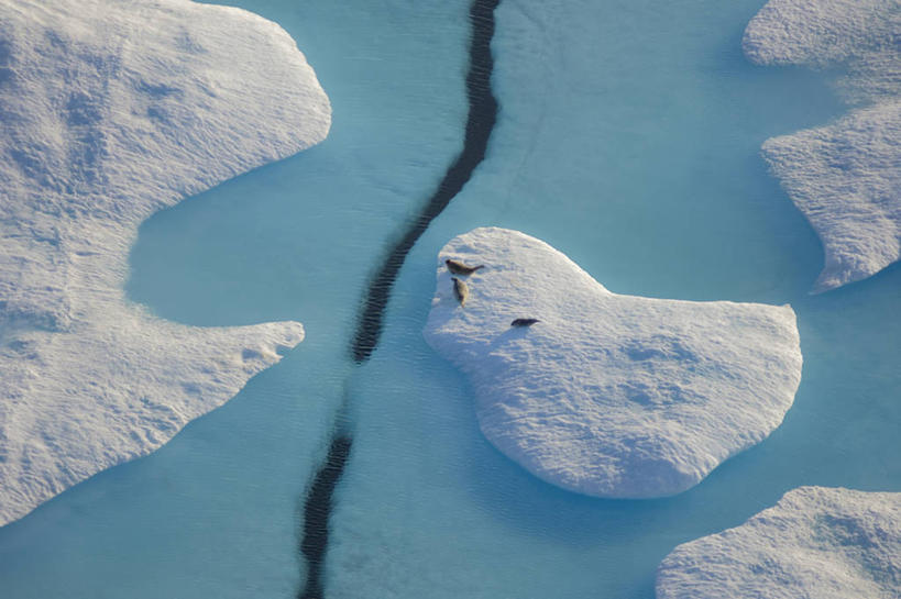 游泳,无人,横图,俯视,航拍,室外,白天,北极,水,全球变暖,哺乳动物,海豹,野生动物,美国,三只,冰,海岸线,冰川,蓝色,自然,动物,休息,摄影,气象,环境,生物学,气候,鸟瞰,彩图,高角度拍摄,环斑海豹,冰架