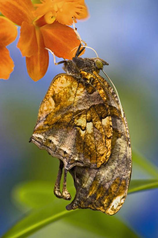 无人,竖图,特写,侧面,美景,蝴蝶,昆虫,景观,自然,动物,橙色,景色,放松,握紧,摄影,宁静,热带气候,脆弱,自然风光,兰花,彩图