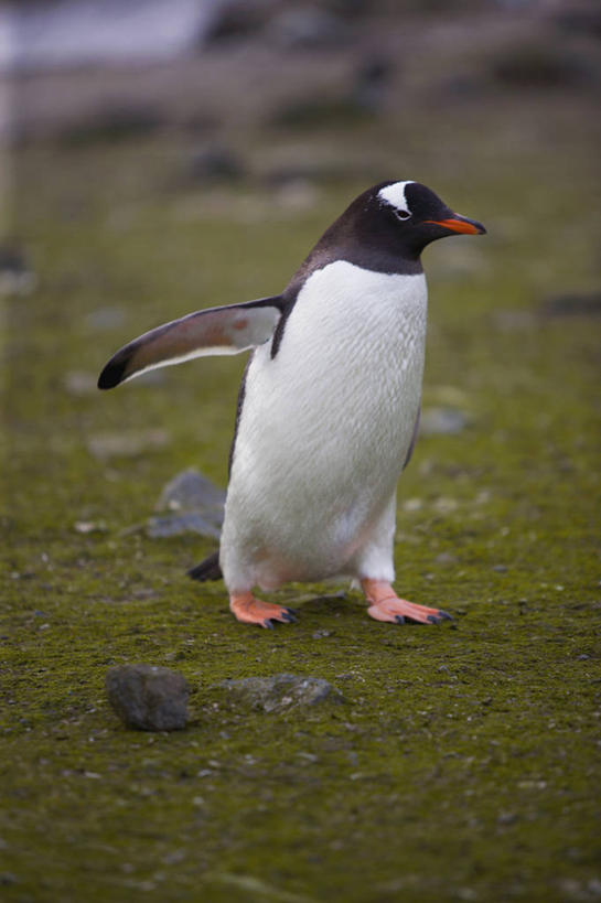 无人,竖图,室外,纯洁,企鹅,鸟类,白色,黑色,寒冷,可爱,童年,童趣,摄影,南极洲,童真,弹性,烂漫,无邪,巴布亚企鹅,进化,天真,步行,彩图