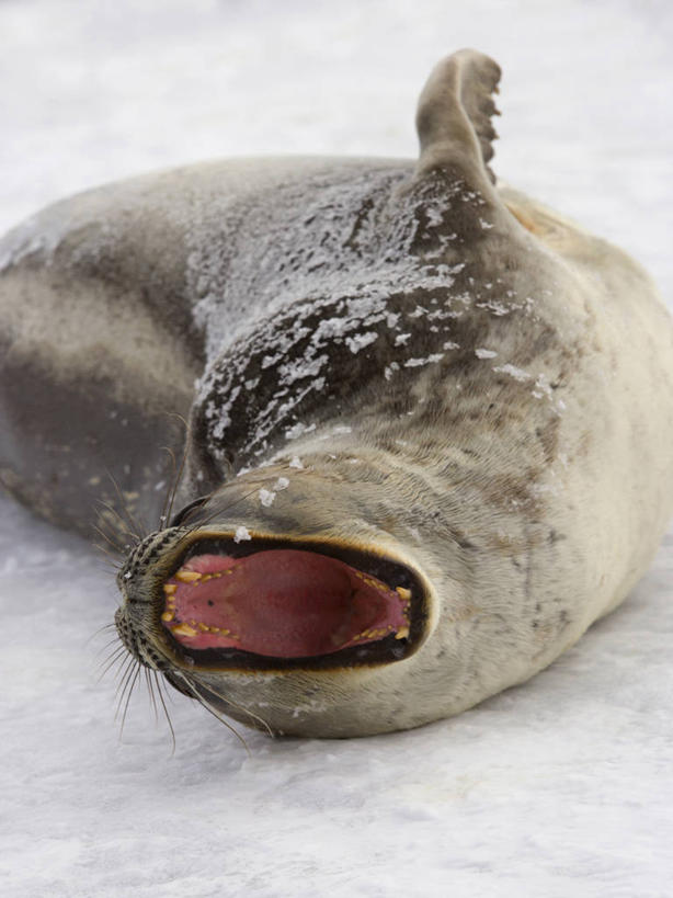 无人,竖图,室外,白天,懒惰,雪,哺乳动物,野生动物,天气,自然,动物,打哈欠,摄影,气象,幽默,环境,气候,南极洲,弹性,彩图