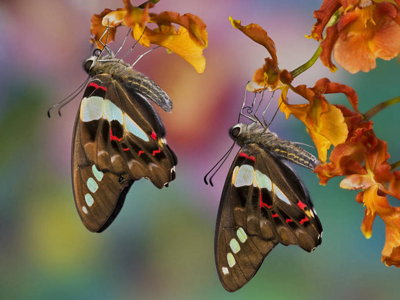 无人,横图,特写,侧面,美景,蝴蝶,昆虫,景观,自然,动物,两只,休息,橙色,景色,放松,握紧,摄影,宁静,热带气候,脆弱,自然风光,兰花,彩图