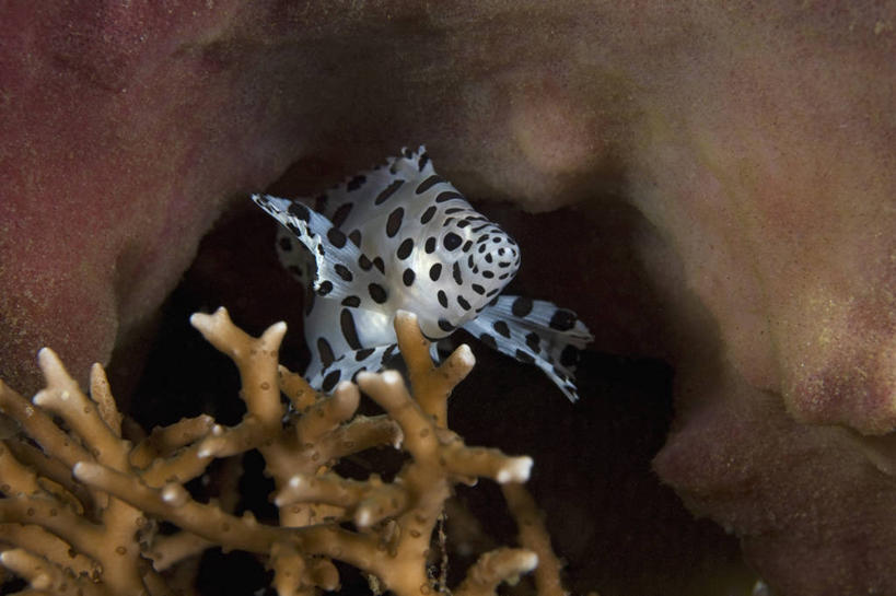 无人,横图,水下,印度尼西亚,珊瑚,斑点,鱼类,摄影,遮蔽,彩图,生态多样性