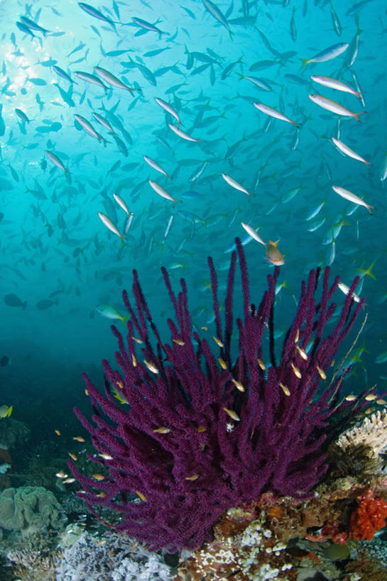 无人,竖图,水下,野生动物,印度尼西亚,一群,许多,丰富,科学,珊瑚,很多,教育,鱼类,教,摄影,多样,生物学,西巴布亚省,暗礁,彩图,生态多样性