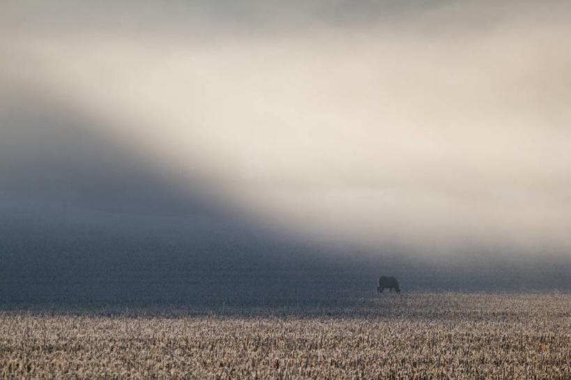 无人,横图,室外,白天,雾,美国,湿,田地,天气,寒冷,摄影,母牛,气象学,彩图,爱荷华