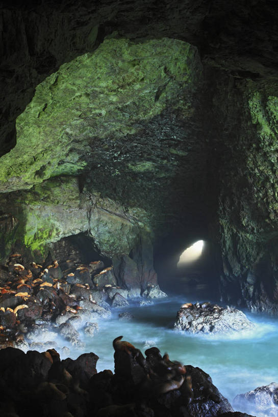 无人,竖图,室外,白天,海洋,海狮,野生动物,美国,动物,摄影,洞穴,太平洋,俄勒冈州,彩图