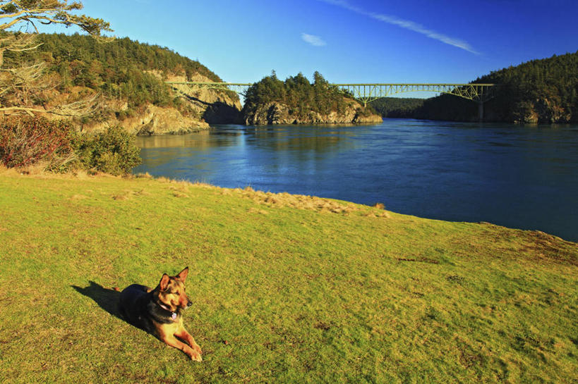 无人,横图,室外,白天,狗,美国,岛,地形,草,动物,地标建筑,家畜,摄影,德国牧羊犬,华盛顿州,彩图,旅行