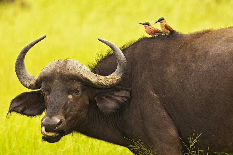 无人,横图,室外,白天,哺乳动物,野生动物,博茨瓦纳,三只,鸟类,动物,摄影,非洲水牛,奥卡万戈三角洲,危险,彩图