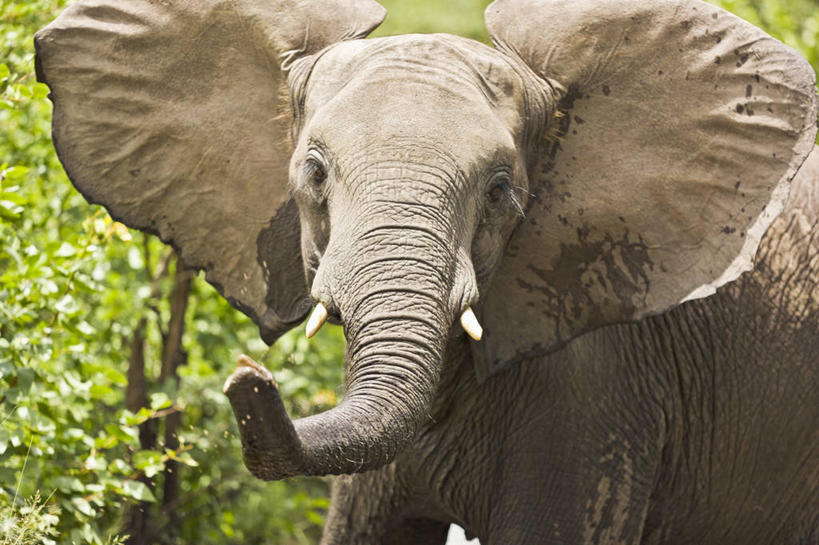 无人,横图,室外,白天,正面,哺乳动物,野生动物,博茨瓦纳,非洲象,动物,力量,摄影,恐怖,奥卡万戈三角洲,濒危物种,象,彩图