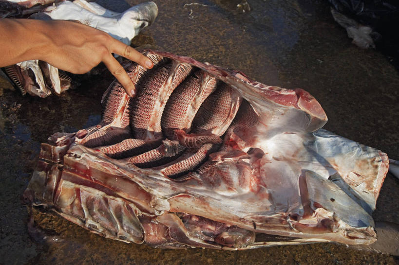 一个人,横图,室外,白天,斯里兰卡,摄影,部分,生物学,魟,屠夫,彩图,鳃