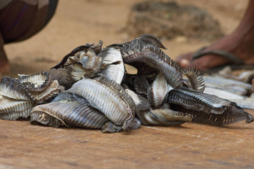 无人,横图,室外,特写,白天,斯里兰卡,摄影,生物学,魟,烘干,彩图,鳃