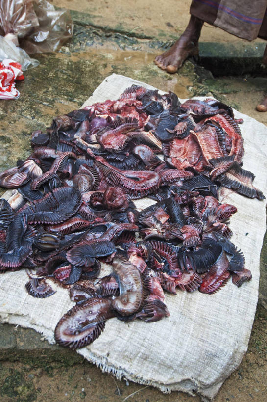 无人,竖图,室外,白天,斯里兰卡,摄影,生物学,魟,烘干,彩图,鳃