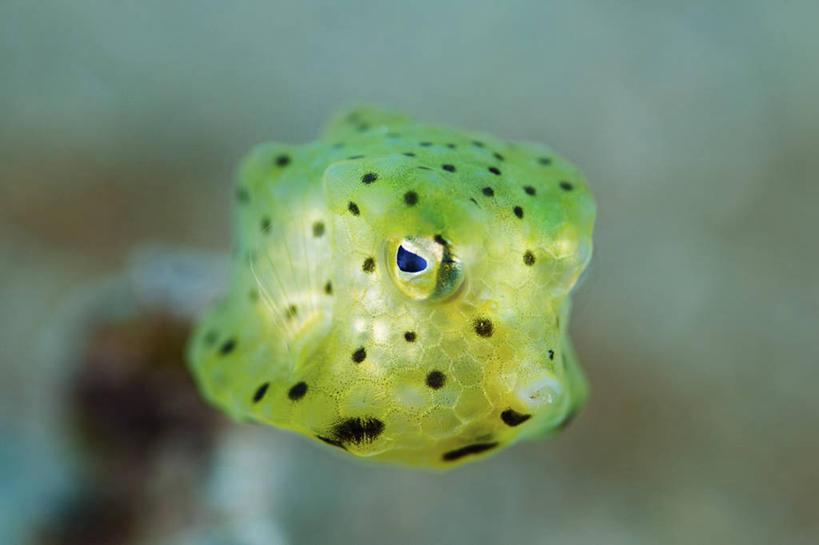无人,横图,特写,水下,小的,科学,斑点,鱼类,动物,摄影,粒突箱鲀,彩图,东帝汶民主共和国
