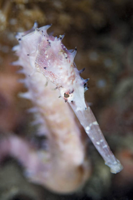 无人,竖图,俯视,特写,水下,科学,鱼类,动物,摄影,海马,彩图,高角度拍摄,海马体,东帝汶民主共和国