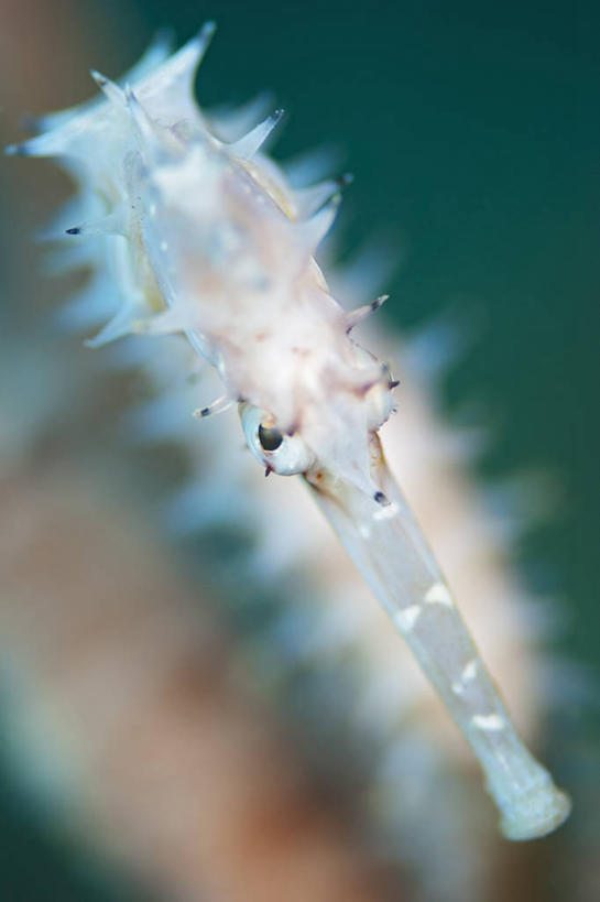 无人,竖图,俯视,特写,水下,科学,鱼类,动物,摄影,海马,彩图,高角度拍摄,海马体,东帝汶民主共和国