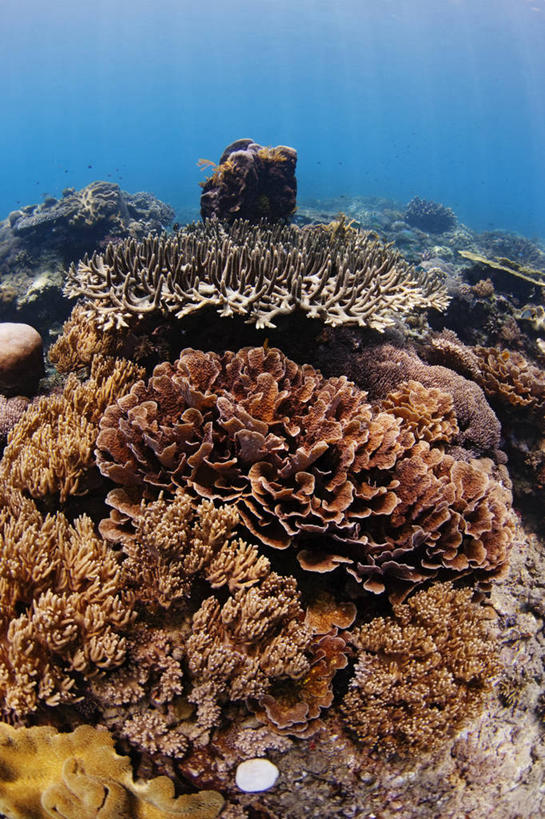 无人,竖图,鱼眼镜头,水下,科学,珊瑚,无脊椎动物,动物,摄影,暗礁,彩图,生态多样性,东帝汶民主共和国