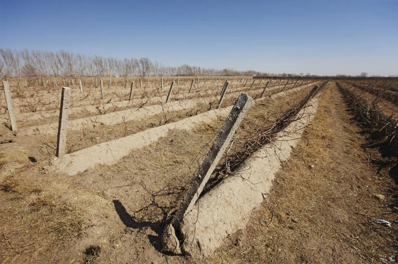 无人,横图,室外,白天,全球变暖,阿富汗,葡萄园,摄影,死亡,气候,改变,自然地理,彩图