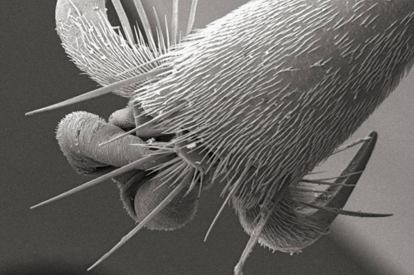 无人,横图,黑白,仪器,蜜蜂,检查,反射,分析,科学,昆虫,显微镜,观察,清晰,探索,摄影,放大,观看,爪,仔细,死亡,透镜,凸透镜,聚焦,关注,节肢动物,光学,清楚,跗骨,马蜂,扫描电镜,扫描电子显微镜