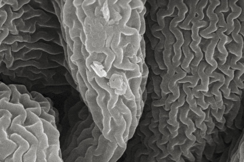 无人,横图,黑白,仪器,检查,反射,分析,科学,显微镜,花,花瓣,观察,清晰,探索,摄影,放大,观看,仔细,透镜,凸透镜,聚焦,关注,豌豆系,亚特兰大,光学,清楚,扫描电镜,扫描电子显微镜